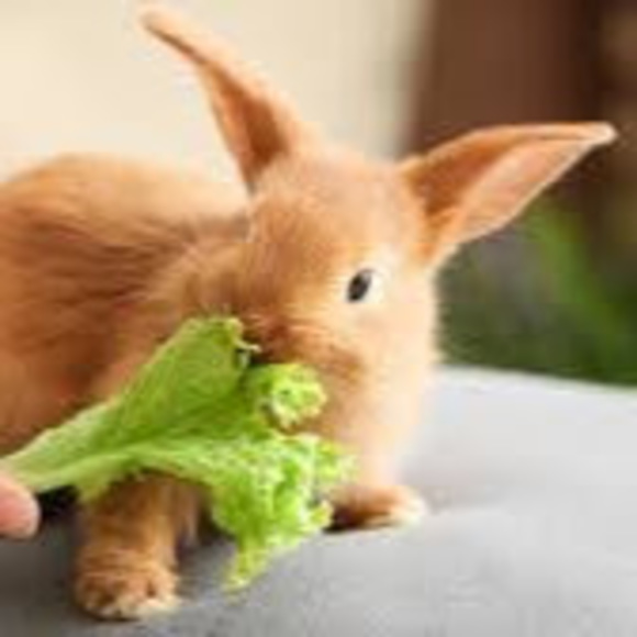 Meet your Posher, Janet - Picture 1 of 1